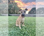 Small #8 American Pit Bull Terrier-Labrador Retriever Mix