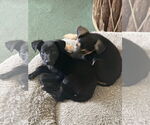 Small #1 Labrador Retriever Mix