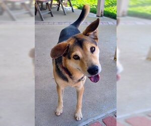 Rascal - Male Mutt Dog for Adoption - Photo #2