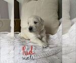 Small Photo #1 English Cream Golden Retriever Puppy For Sale in WALTON, KY, USA