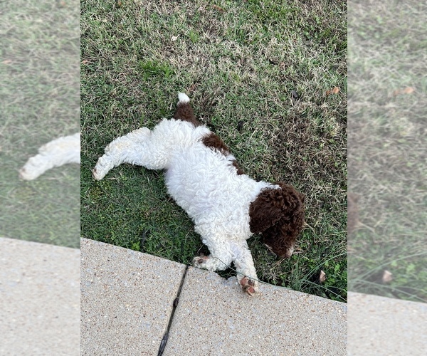 Medium Photo #6 Poodle (Standard) Puppy For Sale in LAWRENCEBURG, TN, USA