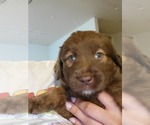Puppy 1 Flat Coated Retriever-Golden Shepherd Mix