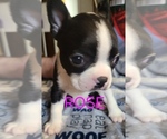 Puppy Rose Boston Terrier