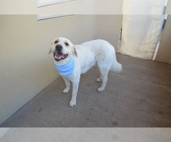 Medium Photo #1 Great Pyrenees-Unknown Mix Puppy For Sale in McKinney, TX, USA