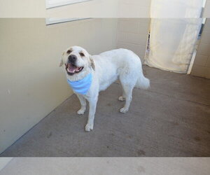Great Pyrenees-Unknown Mix Dogs for adoption in McKinney, TX, USA