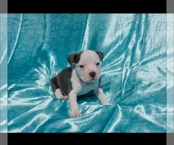 Medium Photo #7 American Bully Puppy For Sale in RICHMOND, VA, USA