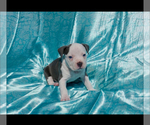 Small Photo #7 American Bully Puppy For Sale in RICHMOND, VA, USA