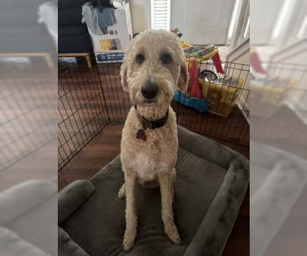 Medium Photo #4 Poodle (Standard) Puppy For Sale in Pacolet, SC, USA