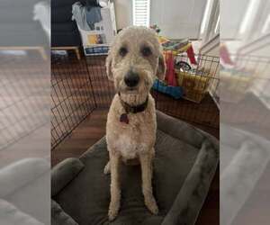 Sunny Jul 26 - Male Poodle (Standard) Dog for Adoption - Photo #4