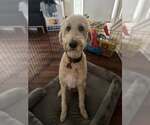 Small #3 Poodle (Standard)