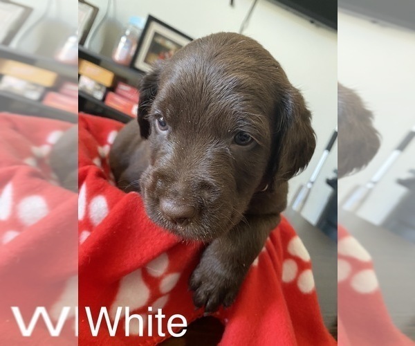 Medium Photo #1 Goldendoodle-Labrador Retriever Mix Puppy For Sale in COCOA, FL, USA