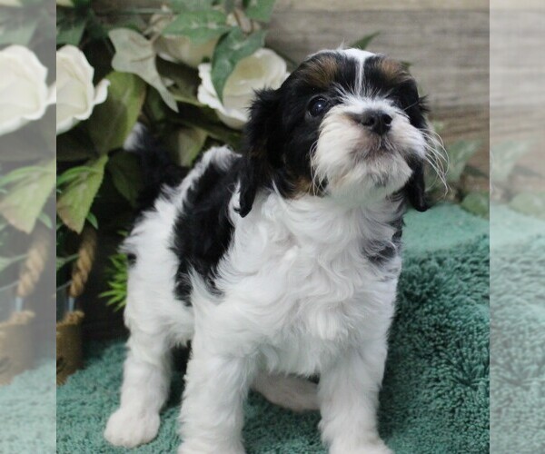Medium Photo #4 Cavapoo (Miniature) Puppy For Sale in CARLISLE, KY, USA