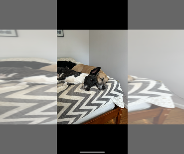 Medium Photo #18 Labrador Retriever-Unknown Mix Puppy For Sale in Brewster, NY, USA