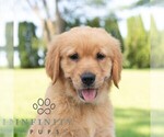 Small #2 Golden Retriever