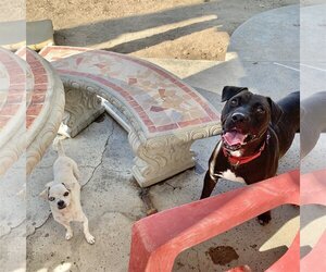 Lincoln - Male American Pit Bull Terrier-Labrador Retriever Mix Dog for Adoption - Photo #5