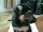 Small Photo #4 German Shepherd Dog Puppy For Sale in COLVILLE, WA, USA