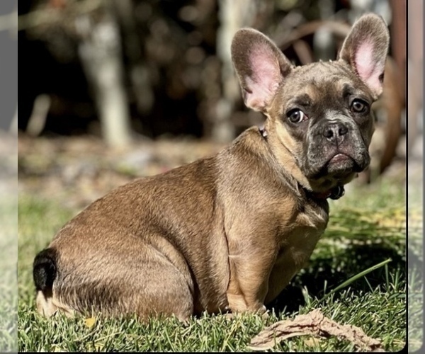 Medium Photo #1 French Bulldog Puppy For Sale in BRIGHTON, CO, USA