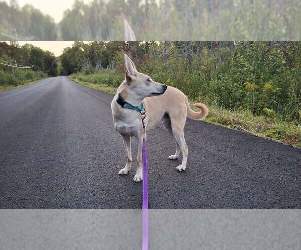 Medium Photo #31 Saluki-Whippet Mix Puppy For Sale in Sebec, ME, USA