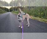 Small #30 Saluki-Whippet Mix