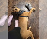 Small #3 Labrador Retriever Mix