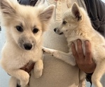 Small Photo #108 Pomsky Puppy For Sale in LOVELAND, CO, USA