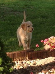 Goldendoodle Puppy for sale in MINFORD, OH, USA