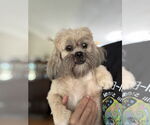 Small #1 Shih Tzu