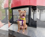 Small American Staffordshire Terrier Mix
