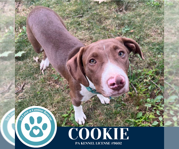 Medium Photo #6 Labrador Retriever-Unknown Mix Puppy For Sale in Kimberton, PA, USA