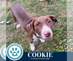 Small #5 Labrador Retriever Mix