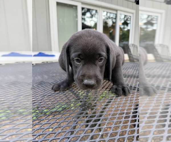 Medium Photo #6 Labrador Retriever Puppy For Sale in ROGERSVILLE, MO, USA