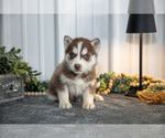 Puppy Thorn Siberian Husky