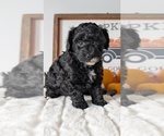 Small #8 Poodle (Miniature)