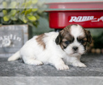 Puppy Rosie Shih Tzu