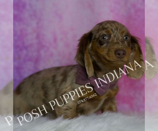Medium Photo #4 Dachshund Puppy For Sale in WARSAW, IN, USA