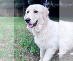 Small #2 Great Pyrenees