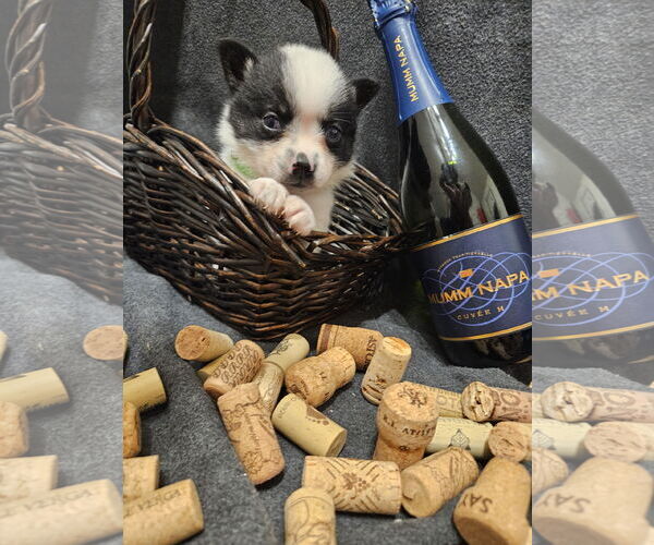 Medium Photo #1 Pomimo Puppy For Sale in Princeton, MN, USA