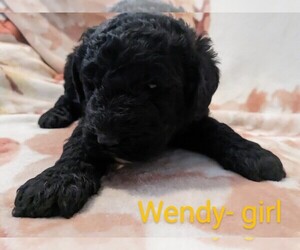 Goldendoodle Puppy for sale in LAVONIA, GA, USA