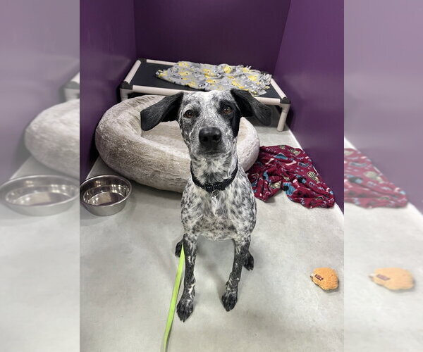 Medium Photo #4 Pointer-Unknown Mix Puppy For Sale in Candler, NC, USA