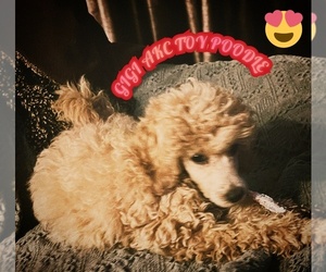 Poodle (Toy) Puppy for sale in LONG GROVE, IL, USA