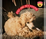 Small Photo #1 Poodle (Toy) Puppy For Sale in LONG GROVE, IL, USA