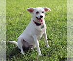Small #1 American Eskimo Dog Mix