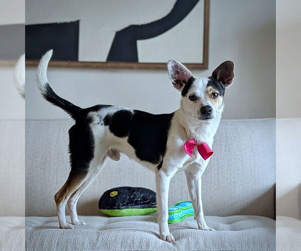 Medium Photo #2 Rat-Cha Puppy For Sale in Atlanta, GA, USA