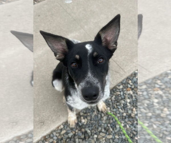 Medium Photo #3 Mutt Puppy For Sale in Newport Beach, CA, USA