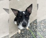 Small #2 Mutt