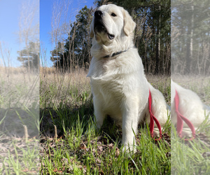 Father of the English Cream Golden Retriever puppies born on 03/02/2024