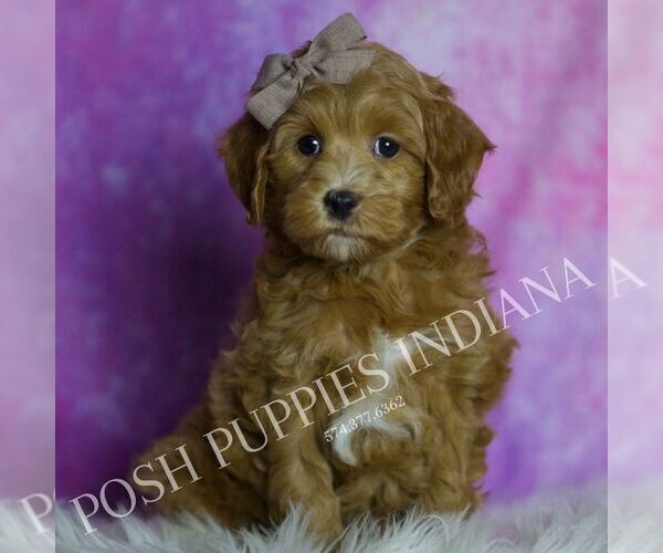 Medium Photo #50 Maltipoo (Miniature) Puppy For Sale in WARSAW, IN, USA