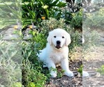 Small Photo #1 English Cream Golden Retriever Puppy For Sale in ARROYO GRANDE, CA, USA