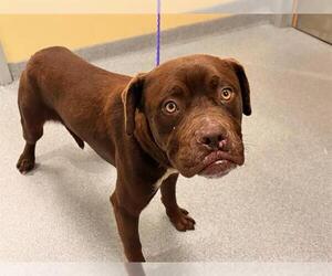 Boxador Dogs for adoption in Orange, CA, USA