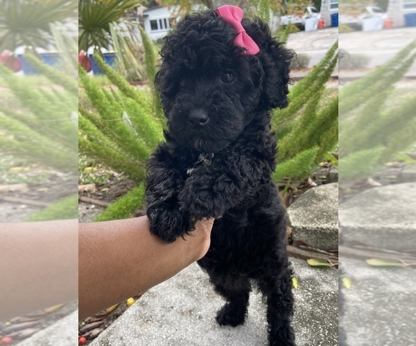 Medium Photo #2 Poodle (Miniature) Puppy For Sale in JACKSONVILLE, FL, USA